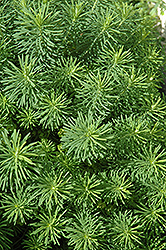 Cypress Spurge (Euphorbia cyparissias) at Stonegate Gardens