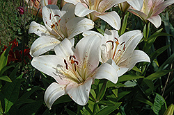 Marcellus Lily (Lilium 'Marcellus') at Stonegate Gardens