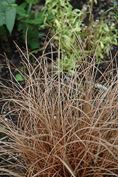 Weeping Brown Sedge (Carex flagellifera) at Stonegate Gardens