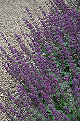 Purple Rain Salvia (Salvia verticillata 'Purple Rain') at Stonegate Gardens