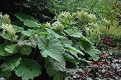 Shieldleaf Rodgersia (Rodgersia tabularis) at Stonegate Gardens
