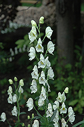 Common White Monkshood (Aconitum napellus 'Album') at Stonegate Gardens