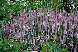 Pink Damask Speedwell (Veronica longifolia 'Pink Damask') at A Very Successful Garden Center