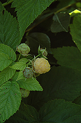 All Gold Raspberry (Rubus 'All Gold') at Lakeshore Garden Centres