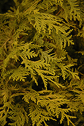 Vintage Gold Dwarf Moss Falsecypress (Chamaecyparis pisifera 'Vintage Gold') at Stonegate Gardens