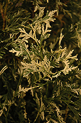 Wansdyke Silver Arborvitae (Thuja occidentalis 'Wansdyke Silver') at Stonegate Gardens