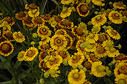 Gold Selection Sneezeweed (Helenium 'Gold Selection') at Stonegate Gardens