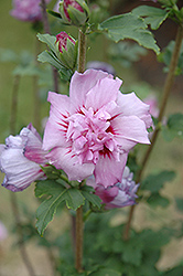 Ardens Rose of Sharon (Hibiscus syriacus 'Ardens') at Lakeshore Garden Centres