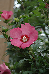 Woodbridge Rose of Sharon (Hibiscus syriacus 'Woodbridge') at Stonegate Gardens