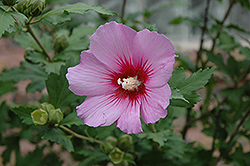 Pink Flirt Rose of Sharon (Hibiscus syriacus 'Pink Flirt') at Stonegate Gardens