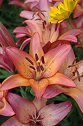 Royal Sunset Lily (Lilium 'Royal Sunset') at Stonegate Gardens
