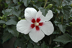 Lil' Kim Rose of Sharon (Hibiscus syriacus 'Antong Two') at A Very Successful Garden Center