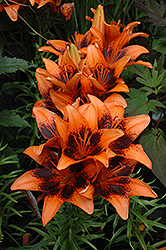 Orange Art Lily (Lilium 'Orange Art') at A Very Successful Garden Center