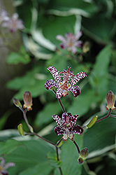 Empress Toad Lily (Tricyrtis 'Empress') at Stonegate Gardens