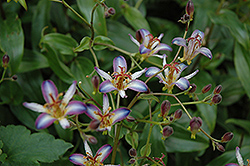 Taipei Silk Toad Lily (Tricyrtis 'Taipei Silk') at Stonegate Gardens