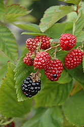Black Satin Thornless Blackberry (Rubus fruticosus 'Black Satin') at Stonegate Gardens