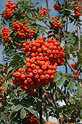 Russian Mountain Ash (Sorbus aucuparia 'Rossica') at A Very Successful Garden Center