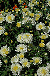 Morden Cameo Chrysanthemum (Chrysanthemum 'Morden Cameo') at Lakeshore Garden Centres