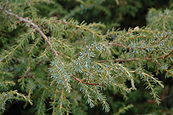 Common Juniper (Juniperus communis) at Stonegate Gardens