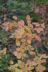 Saskatoon (Amelanchier alnifolia) at Lakeshore Garden Centres