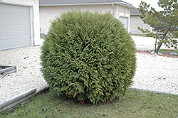 Woodwardii Arborvitae (Thuja occidentalis 'Woodwardii') at A Very Successful Garden Center