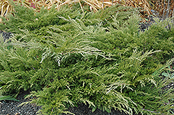 Calgary Carpet Juniper (Juniperus sabina 'Calgary Carpet') at Lakeshore Garden Centres