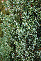 Mountbatten Juniper (Juniperus chinensis 'Mountbatten') at Stonegate Gardens