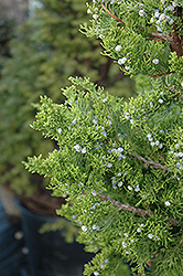 Hollywood Juniper (Juniperus chinensis 'Torulosa') at Stonegate Gardens