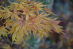 Okushimo Japanese Maple (Acer palmatum 'Okushimo') at Stonegate Gardens