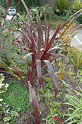 Amazing Red New Zealand Flax (Phormium 'Amazing Red') at Stonegate Gardens