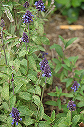 South American Sage (Salvia lavanduloides) at Stonegate Gardens