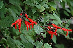 Mexican Scarlet Sage (Salvia gesneriiflora) at A Very Successful Garden Center