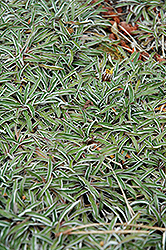 Silver Carpet (Dymondia margaretae) at Stonegate Gardens