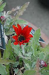 Red Torch African Daisy (Arctotis 'Red Torch') at Stonegate Gardens