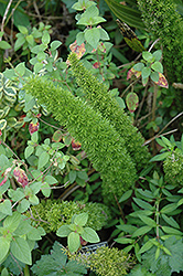 Asparagus Fern (Asparagus densiflorus) at A Very Successful Garden Center
