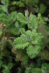 Variegated Curly Wood Sage (Teucrium scorodonia 'Crispum Marginatum') at Stonegate Gardens