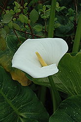 Hercules Calla Lily (Zantedeschia 'Hercules') at Stonegate Gardens