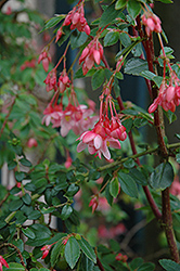 Fern Begonia (Begonia foliosa) at Stonegate Gardens