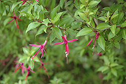 Glazioviana Fuchsia (Fuchsia glazioviana) at Stonegate Gardens