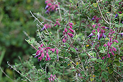 Semiatrata Salvia (Salvia semiatrata) at Stonegate Gardens