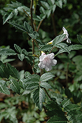 Himalayan Gloxinia (Incarvillea arguta) at Stonegate Gardens