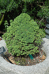 Conica Baby Spruce (Picea glauca 'Conica Baby') at Stonegate Gardens