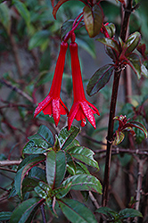 Redbush Fanling Fuchsia (Fuchsia 'Redbush Fanling') at Stonegate Gardens