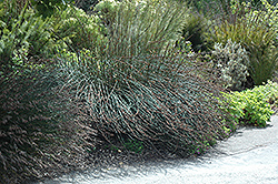 Bushy Restio (Rhodocoma fruticosa) at Stonegate Gardens