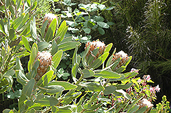 Stinkleaf Sugarbush (Protea susannae) at Lakeshore Garden Centres