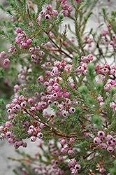 Berry Flower Heath (Erica baccans) at Stonegate Gardens