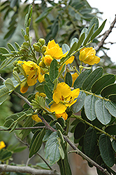 Buttercup Bush (Senna multiglandulosa) at Stonegate Gardens