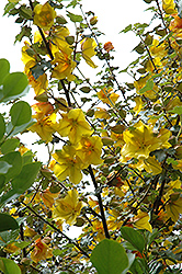 California Glory Fremontodendron (Fremontodendron 'California Glory') at Stonegate Gardens
