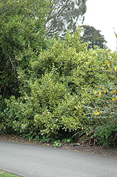 Variegated Griselinia (Griselinia littoralis 'Variegata') at Stonegate Gardens