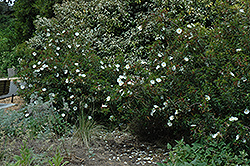 Blanche White Rockrose (Cistus ladanifer 'Blanche') at Stonegate Gardens